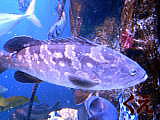 longtooth grouper kyoto japan